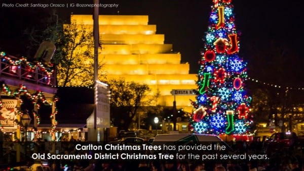 Old Sac tree