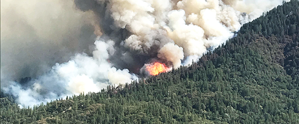 Fire on crown of trees