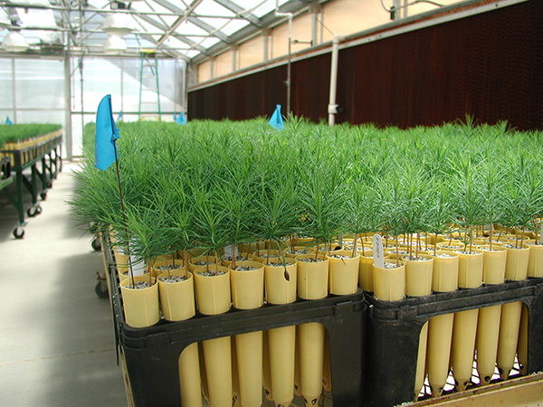 Sierra Pacific Industries Tree Nursery